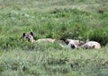 Hyenas sleeping in the Serengeti grass